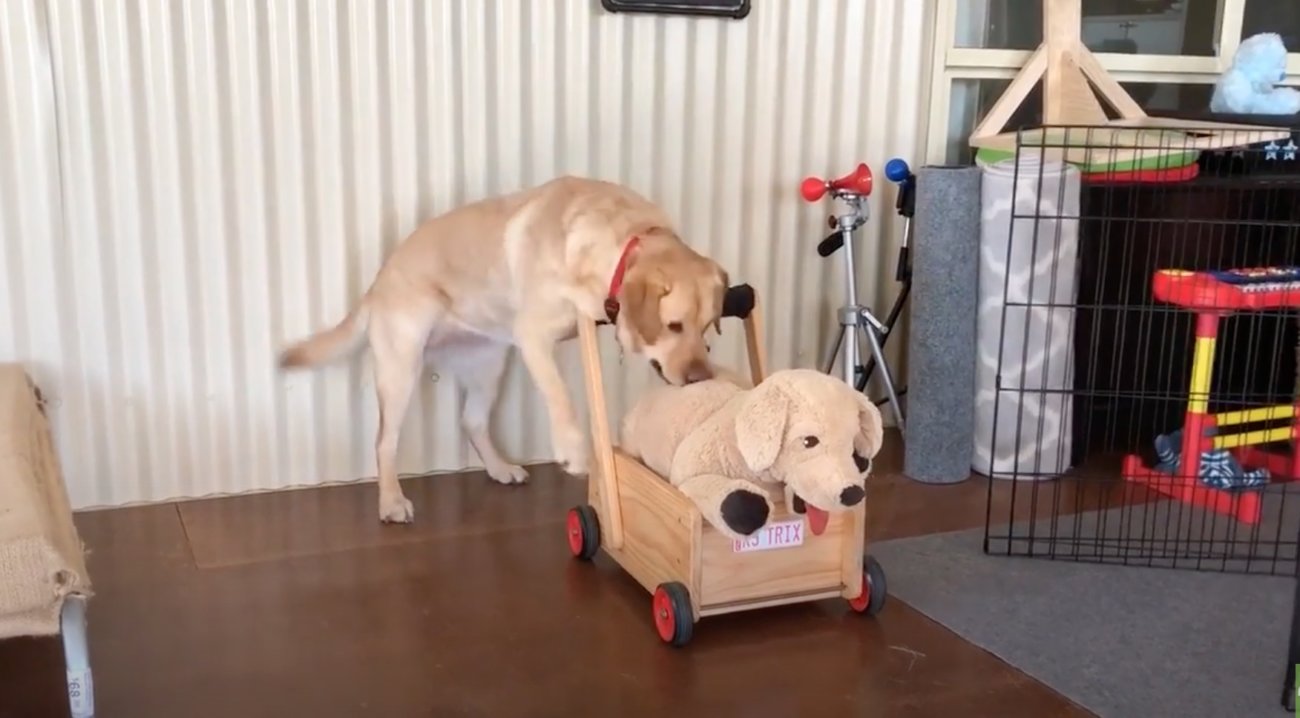 ラブラドールレトリーバー,動画