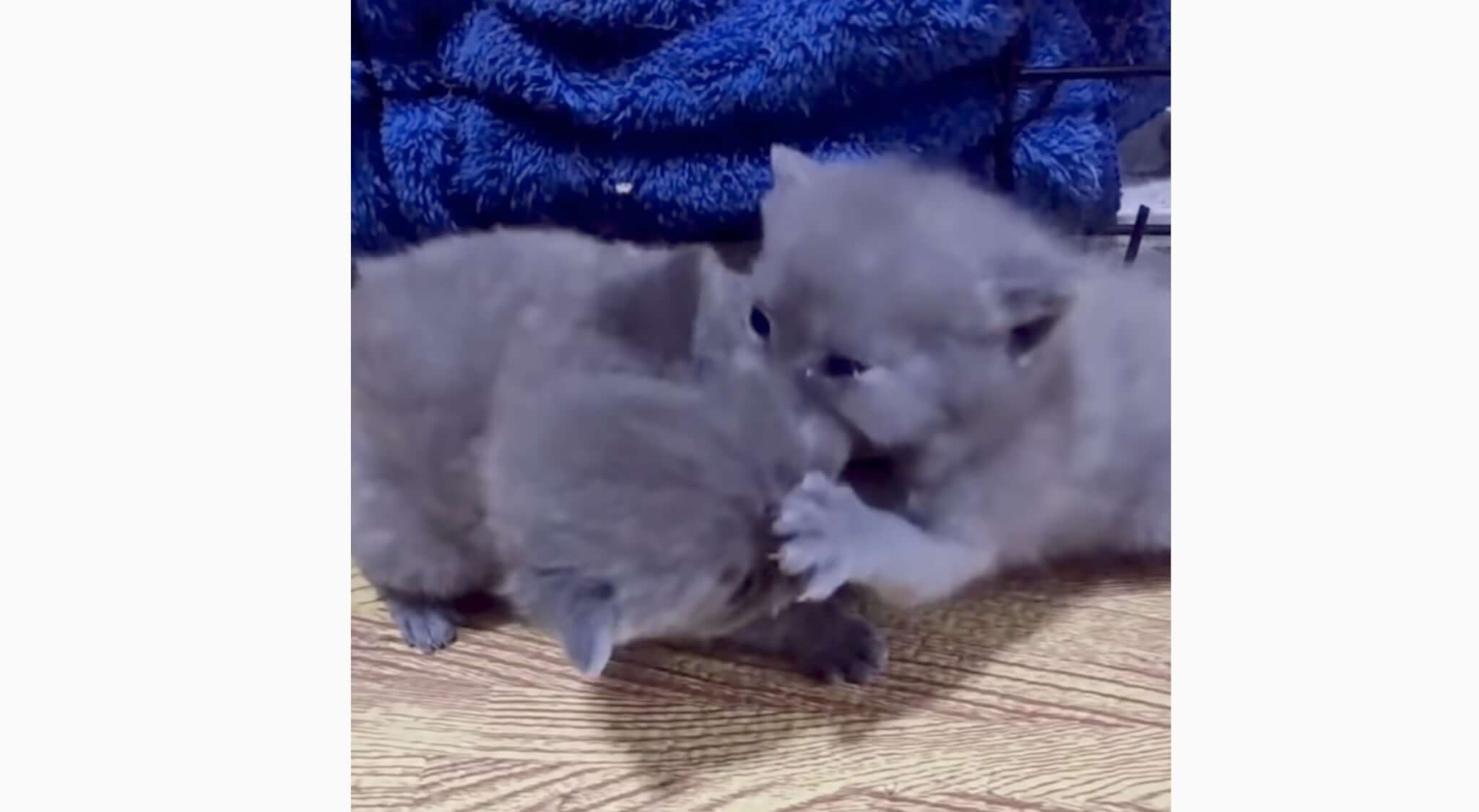 ゴールデンレトリーバー,動画