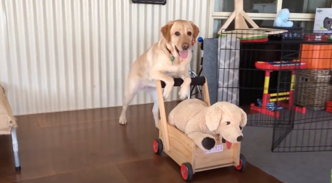 ラブラドールレトリーバー,動画