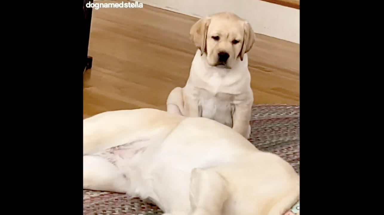ラブラドールレトリーバー,動画