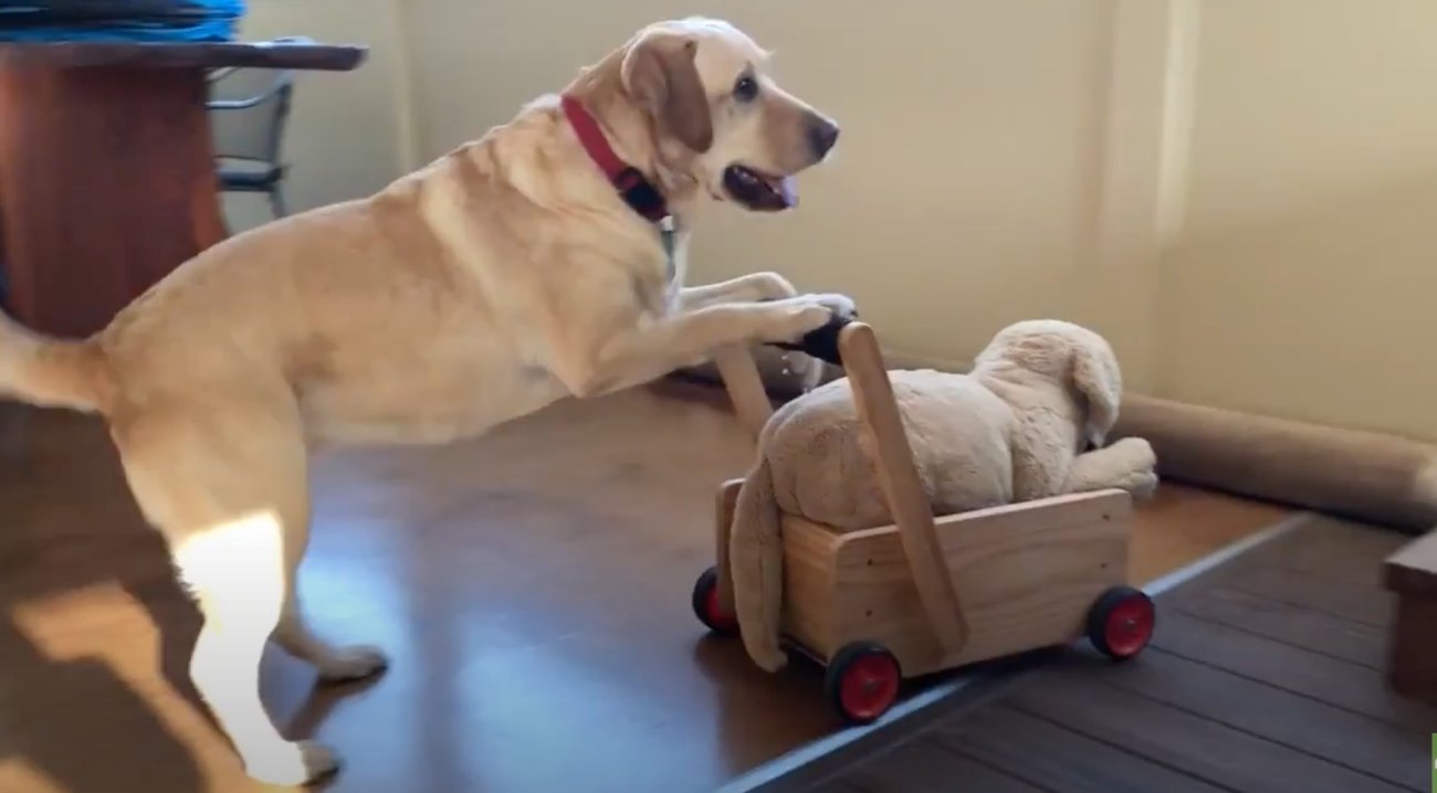 ラブラドールレトリーバー,動画