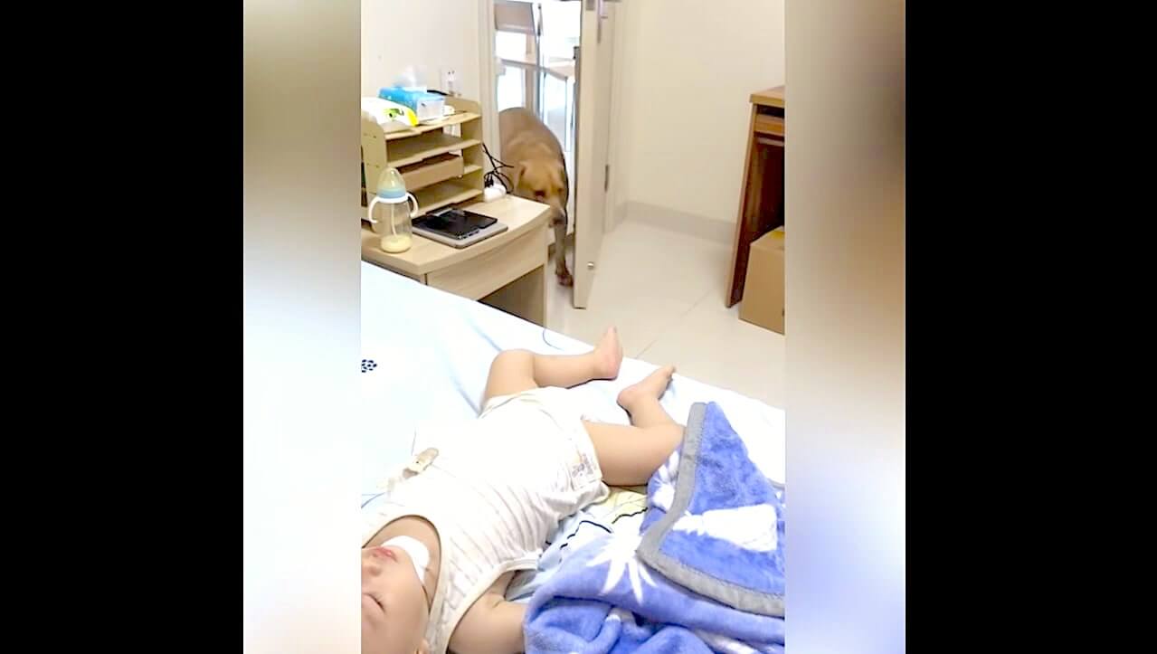 ラブラドールレトリーバー,動画