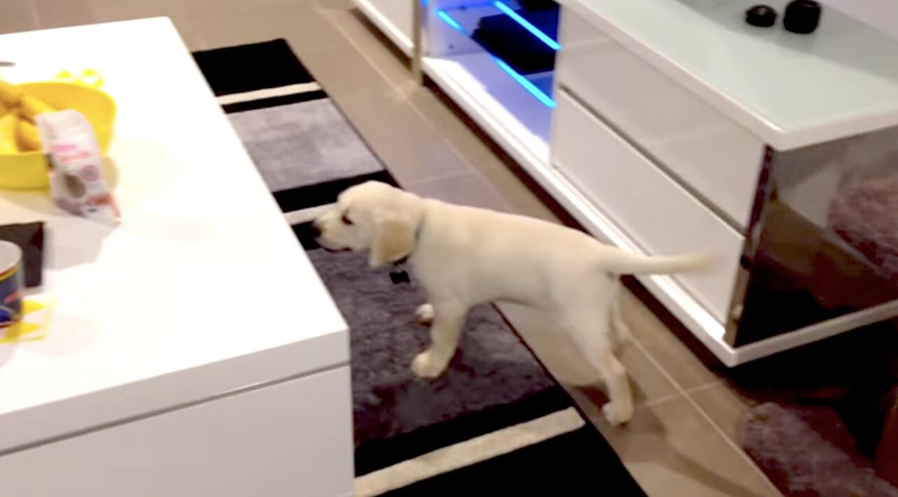 ラブラドールレトリーバー,動画