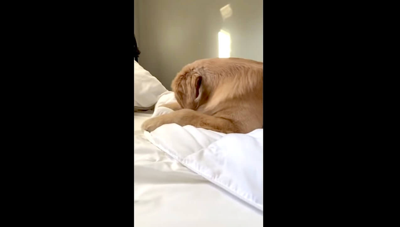 ゴールデンレトリーバー,動画