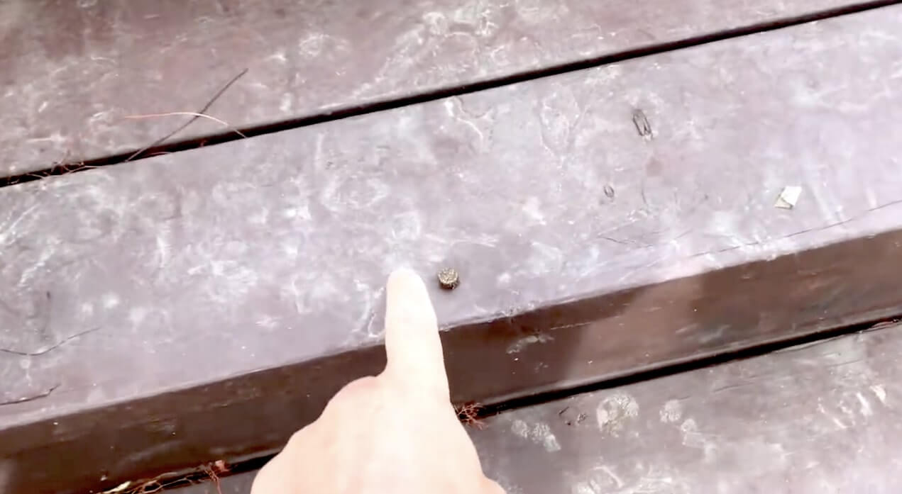 ラブラドールレトリーバー,動画