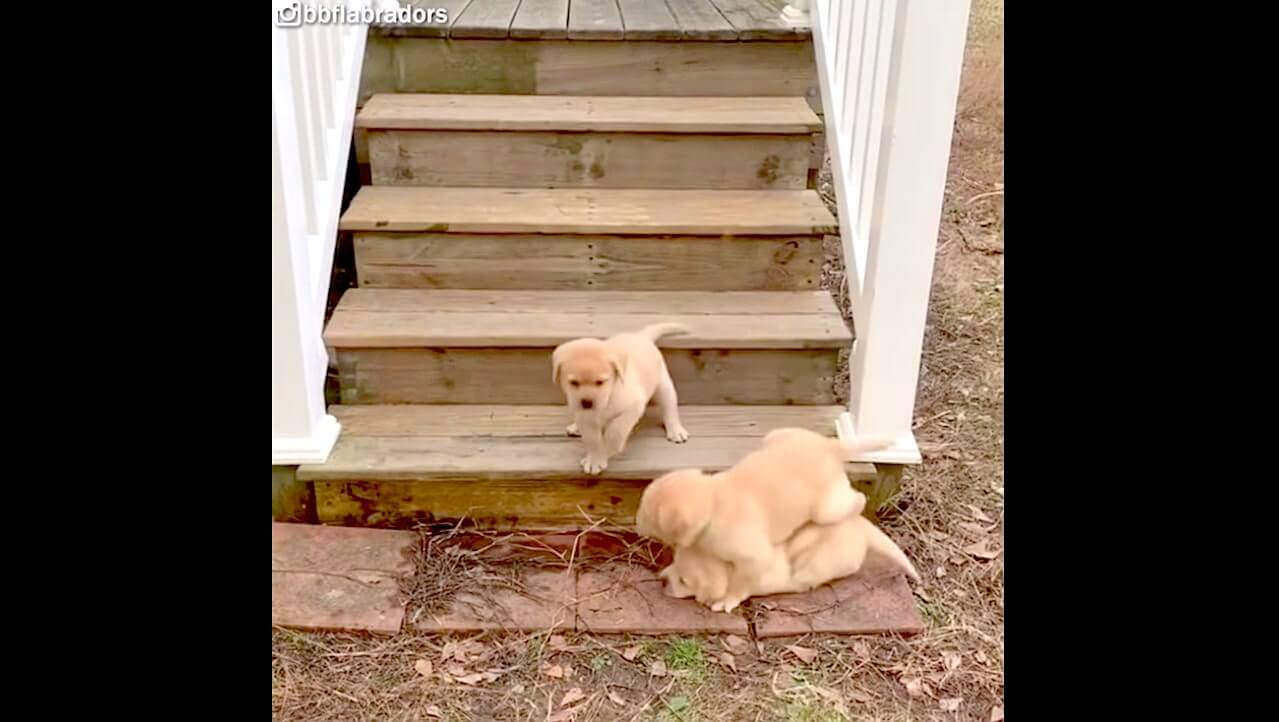 ラブラドールレトリーバー,動画