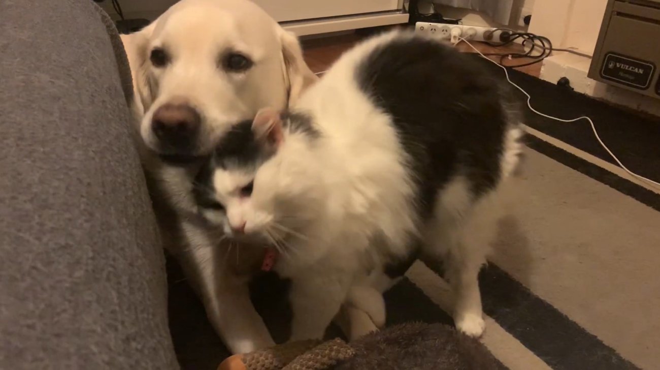 ラブラドールレトリーバー,動画