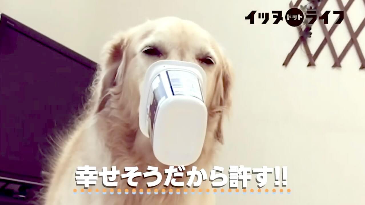 ゴールデン,動画,イッヌドットライフ