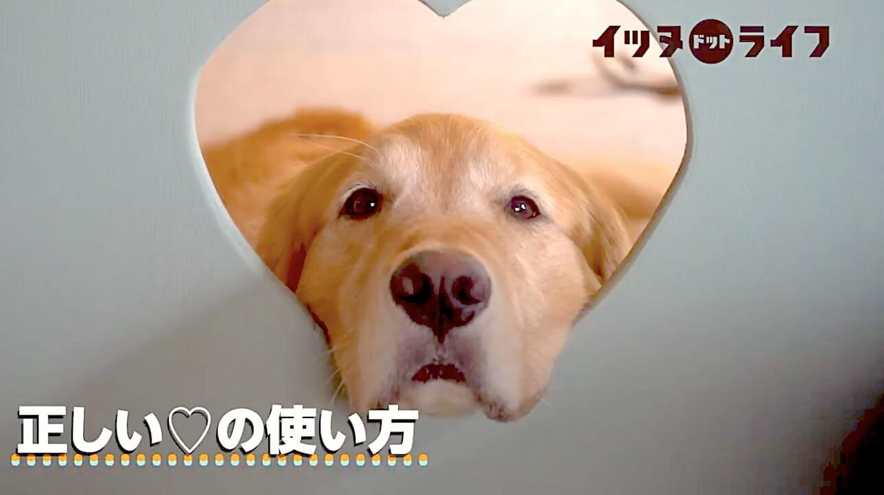 ゴールデン,動画,イッヌドットライフ