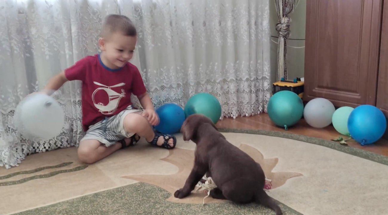 ラブラドールレトリーバー,動画