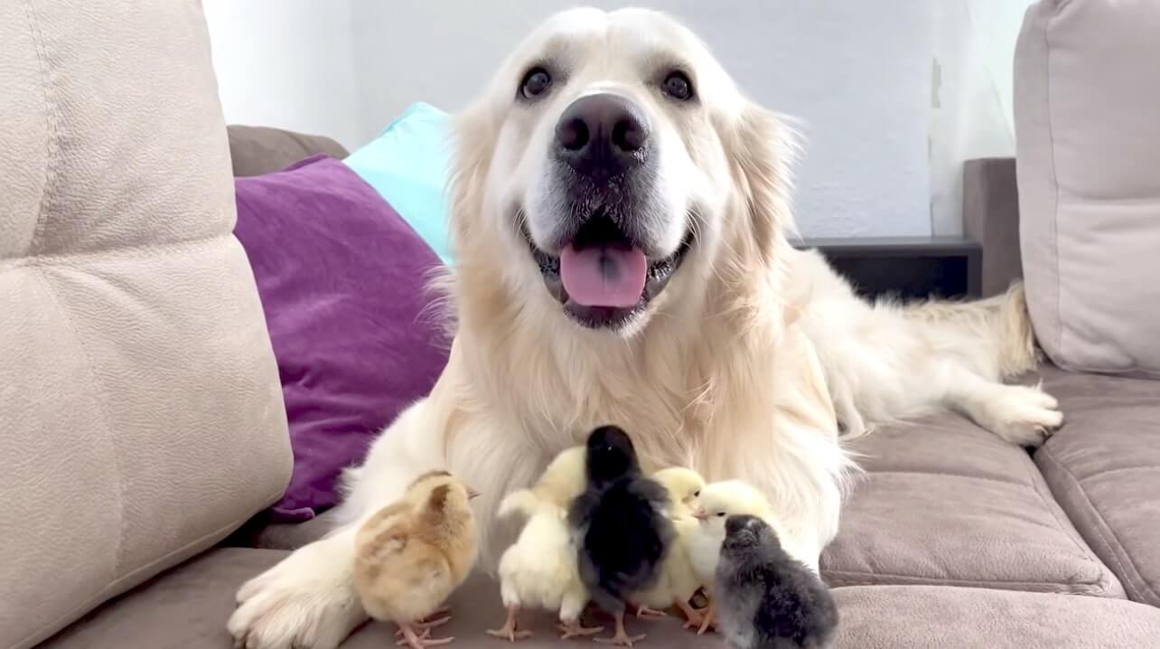 ゴールデンレトリーバー,動画