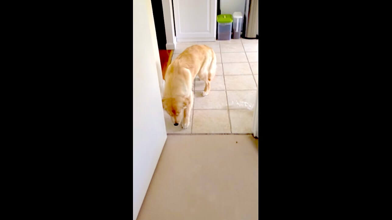 ゴールデンレトリーバー,動画