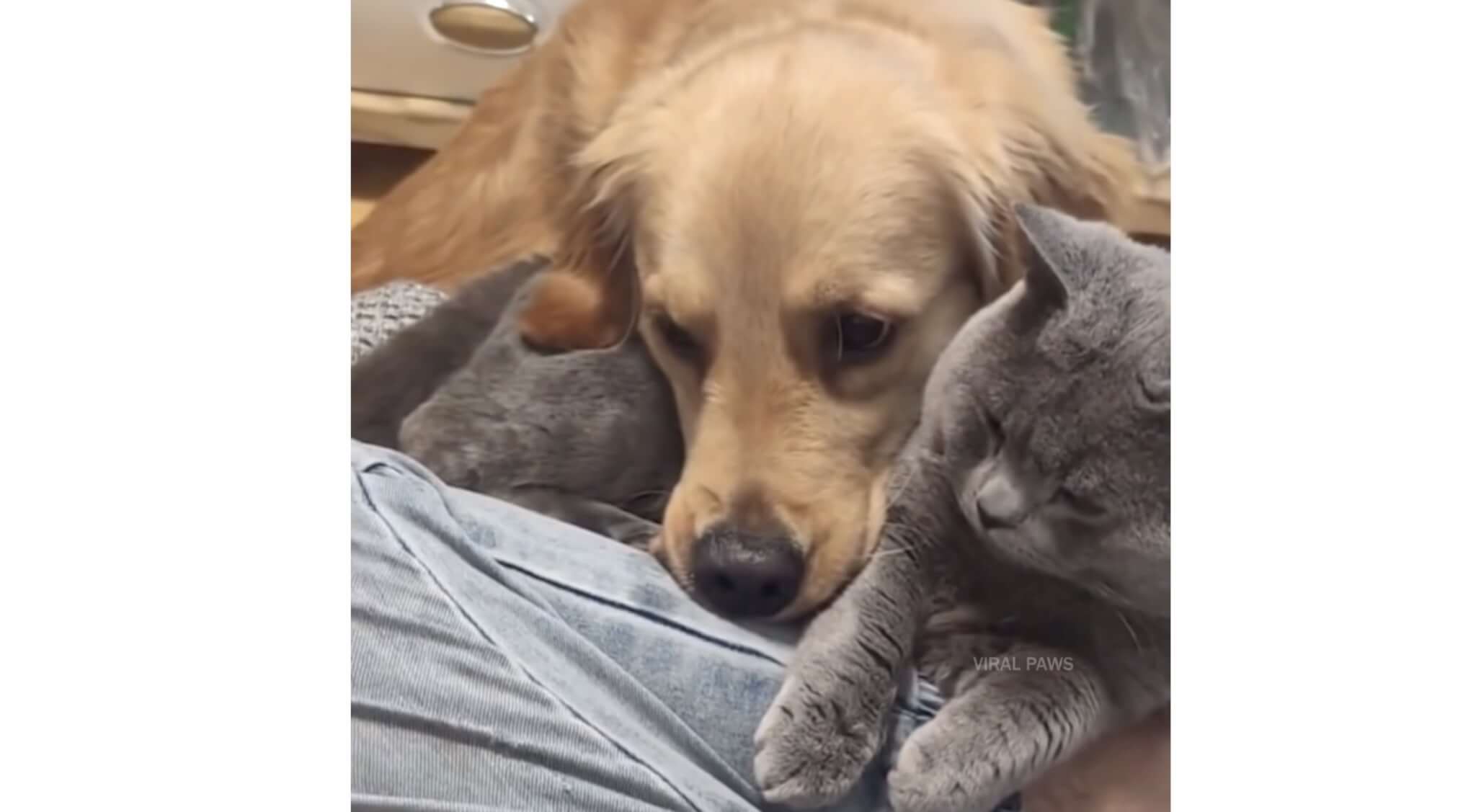 ゴールデンレトリーバー,動画