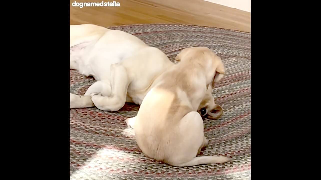 ラブラドールレトリーバー,動画