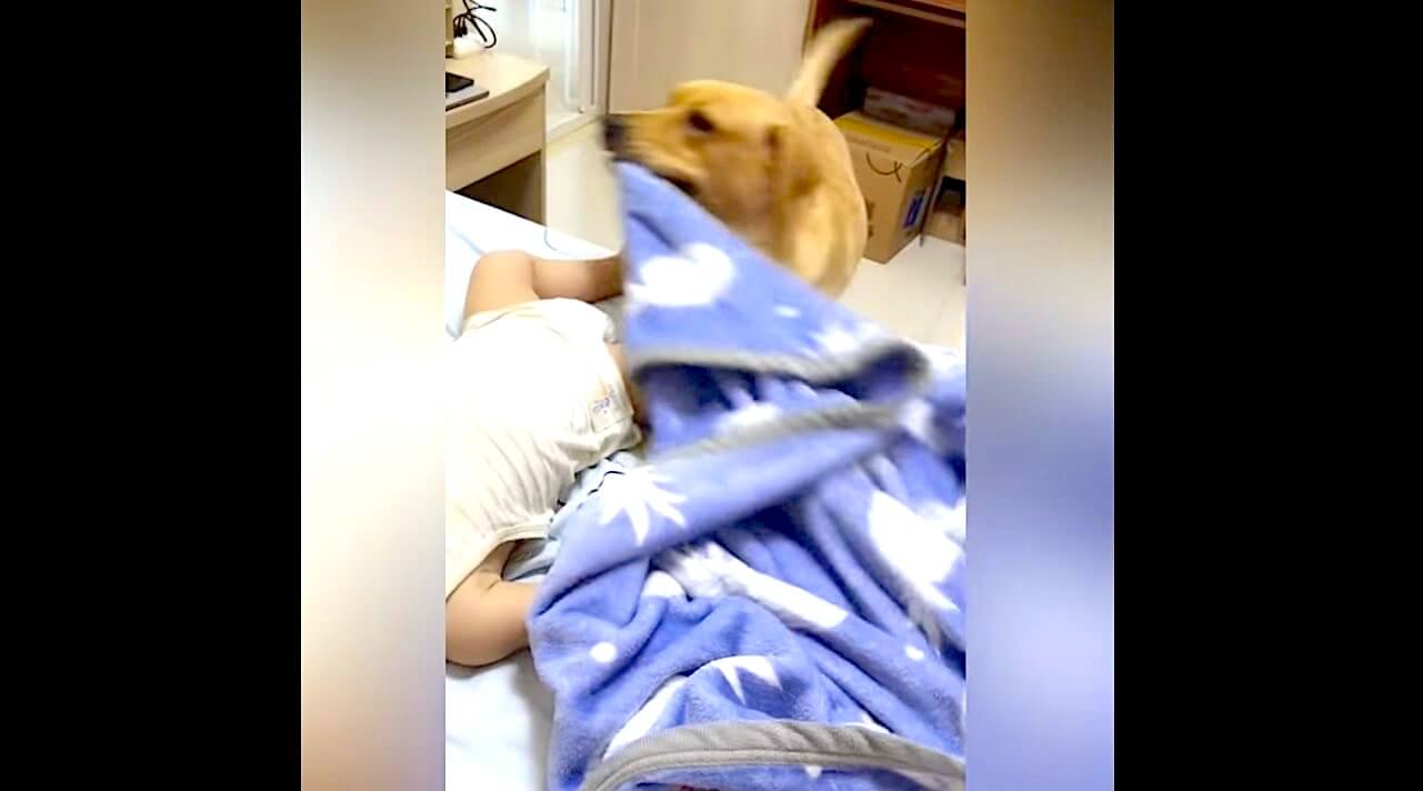 ラブラドールレトリーバー,動画