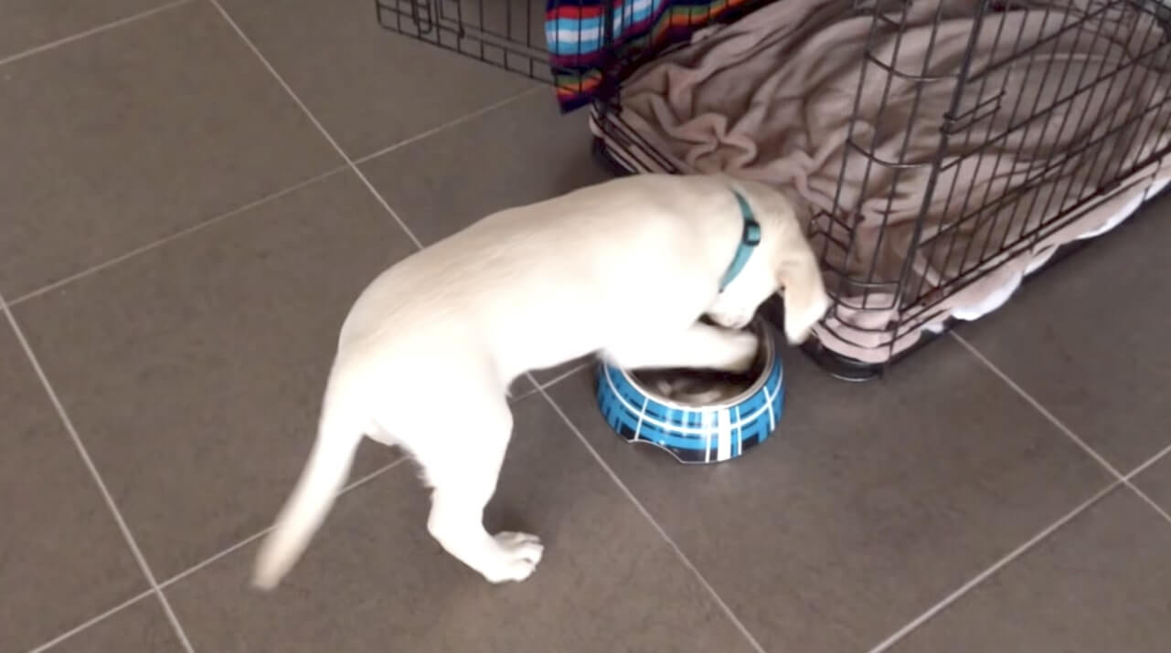 ラブラドールレトリーバー,動画