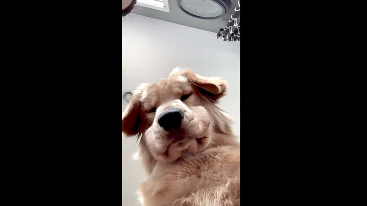 ゴールデンレトリーバー,動画