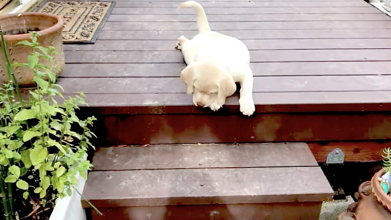 ラブラドールレトリーバー,動画