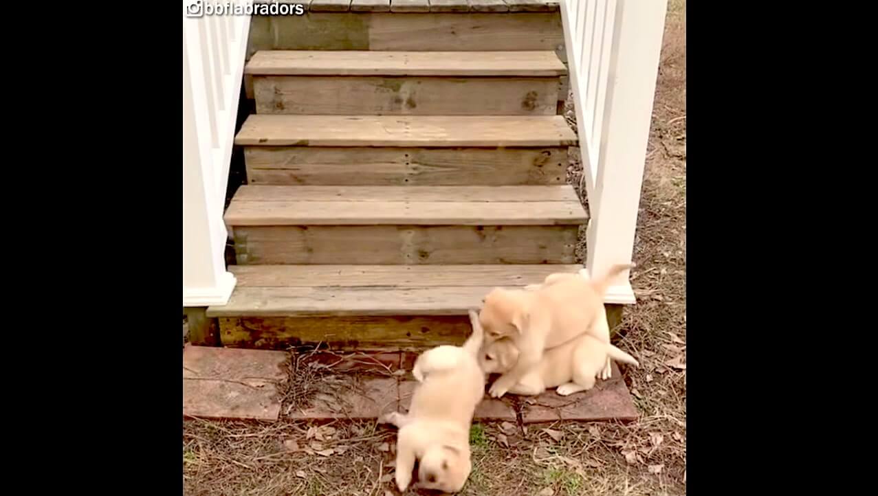 ラブラドールレトリーバー,動画