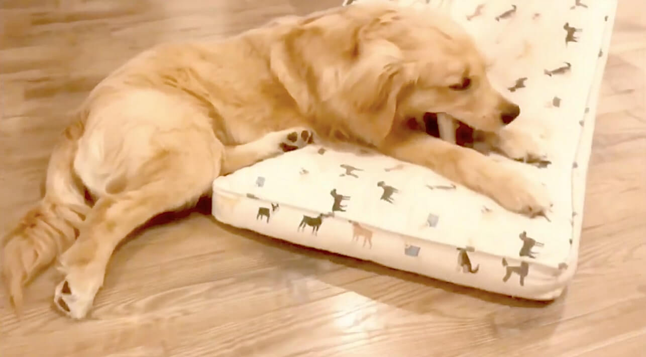 ゴールデンレトリーバー,動画