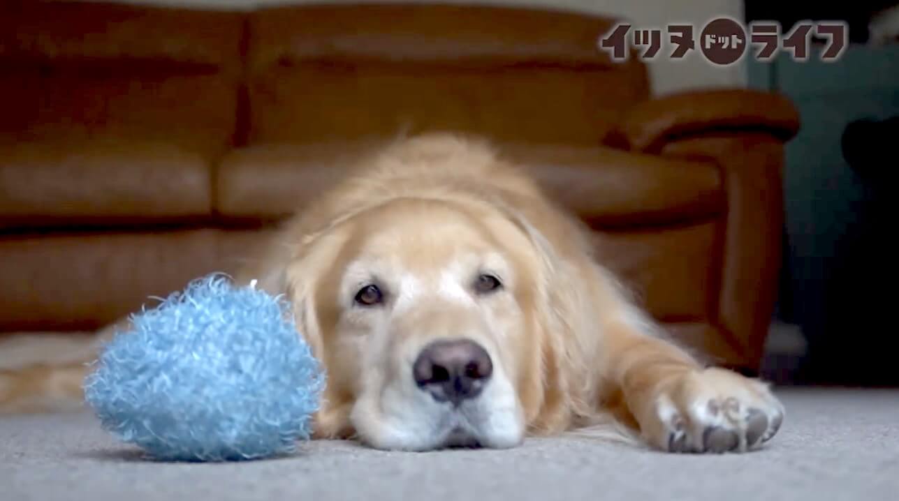 ゴールデンレトリーバー,動画
