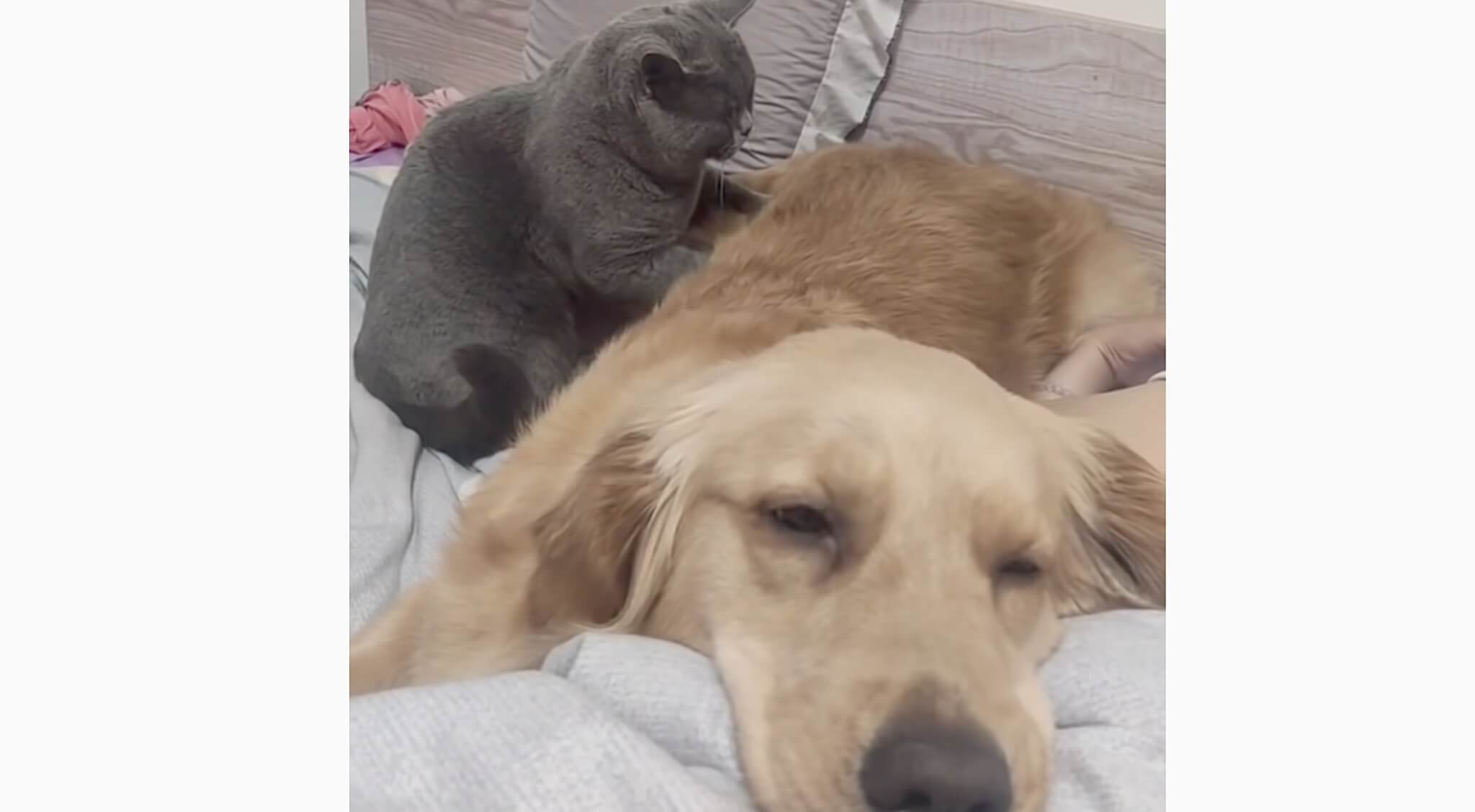 ゴールデンレトリーバー,動画