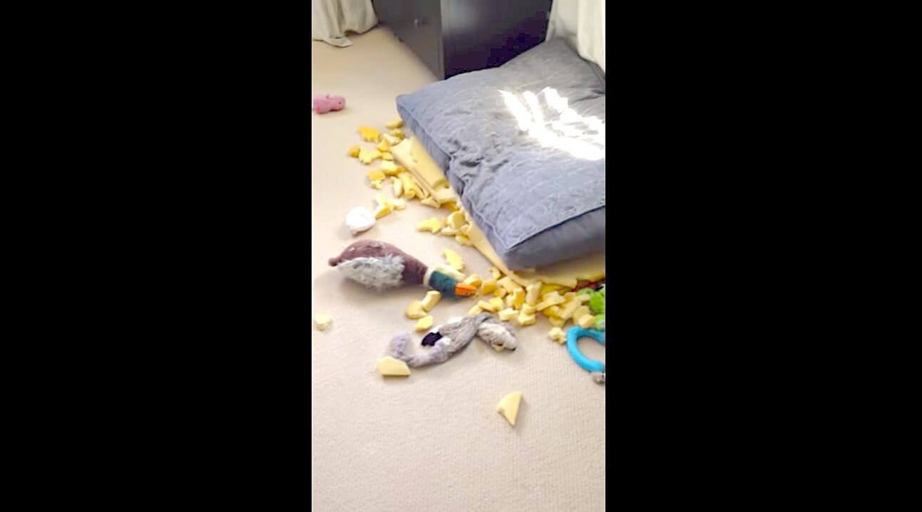 ゴールデンレトリーバー,動画