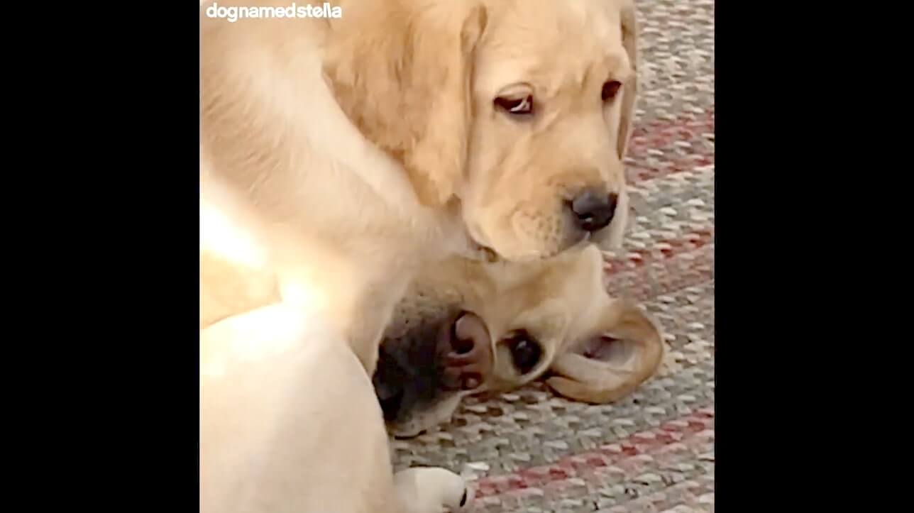 ラブラドールレトリーバー,動画