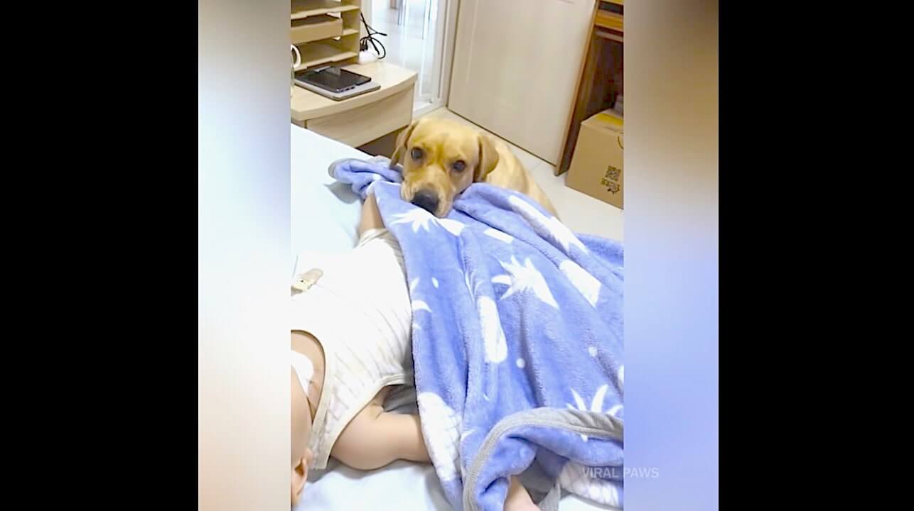 ラブラドールレトリーバー,動画