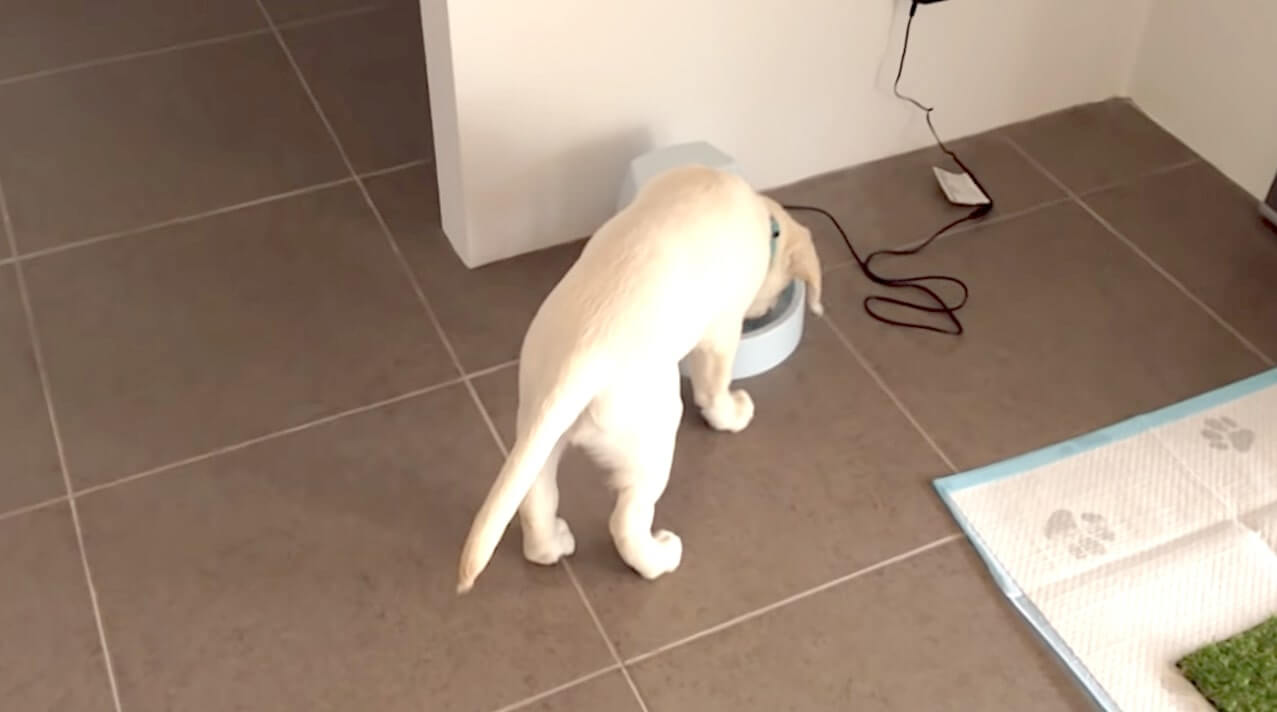 ラブラドールレトリーバー,動画