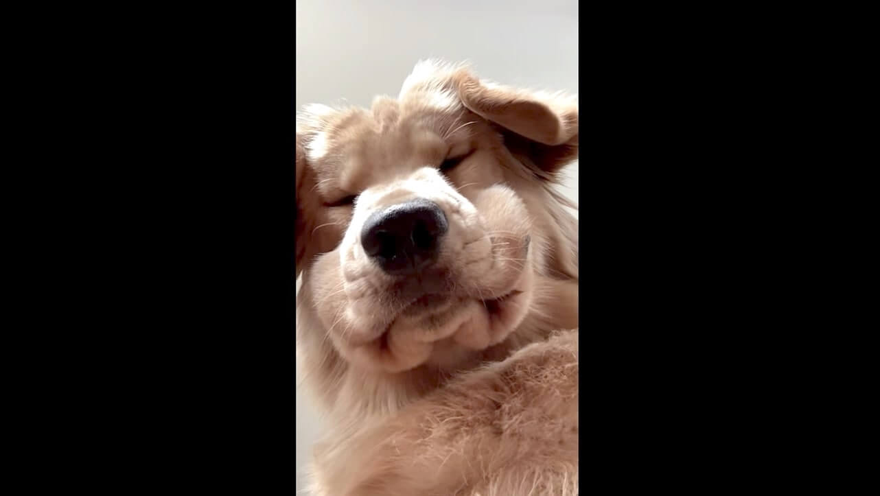 ゴールデンレトリーバー,動画