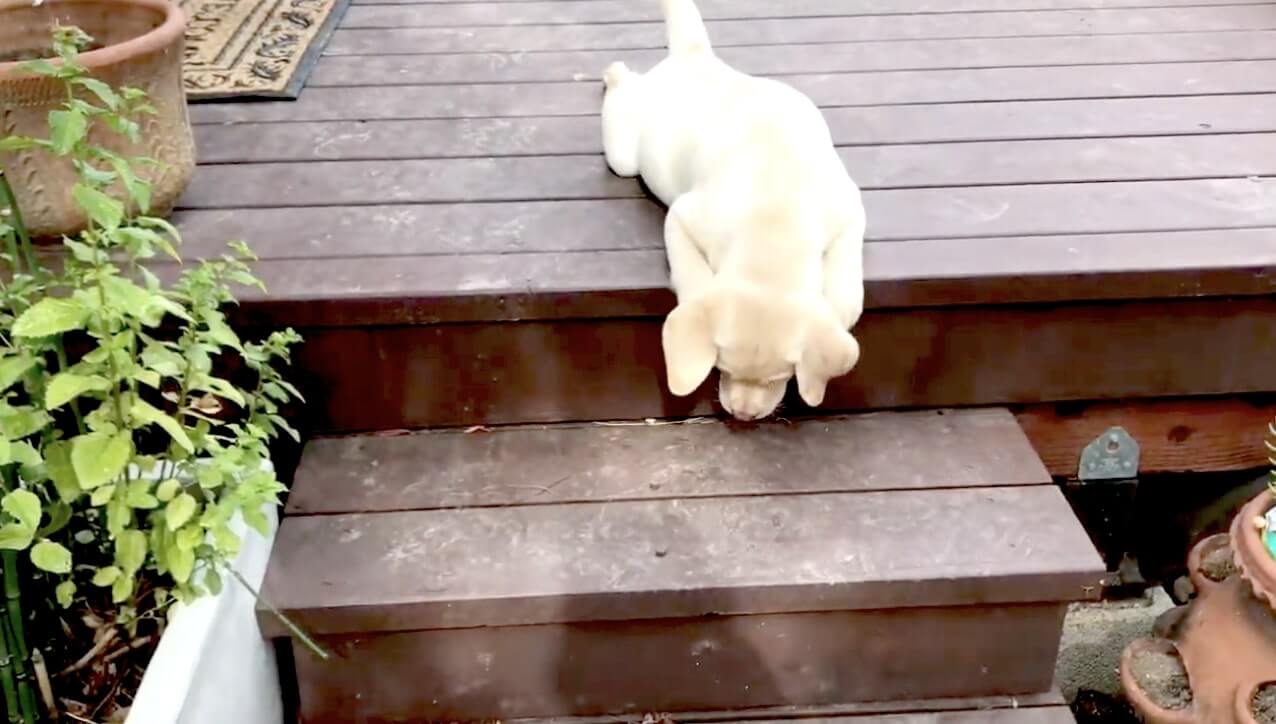 ラブラドールレトリーバー,動画