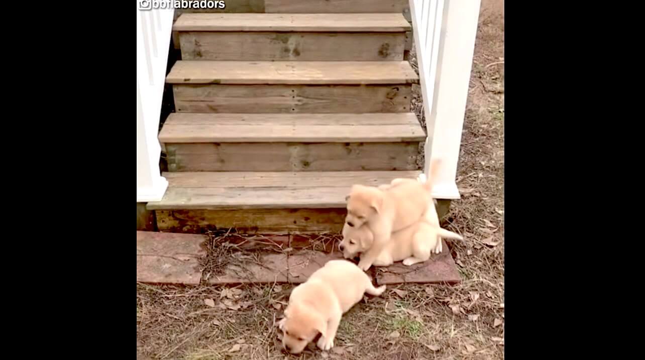 ラブラドールレトリーバー,動画