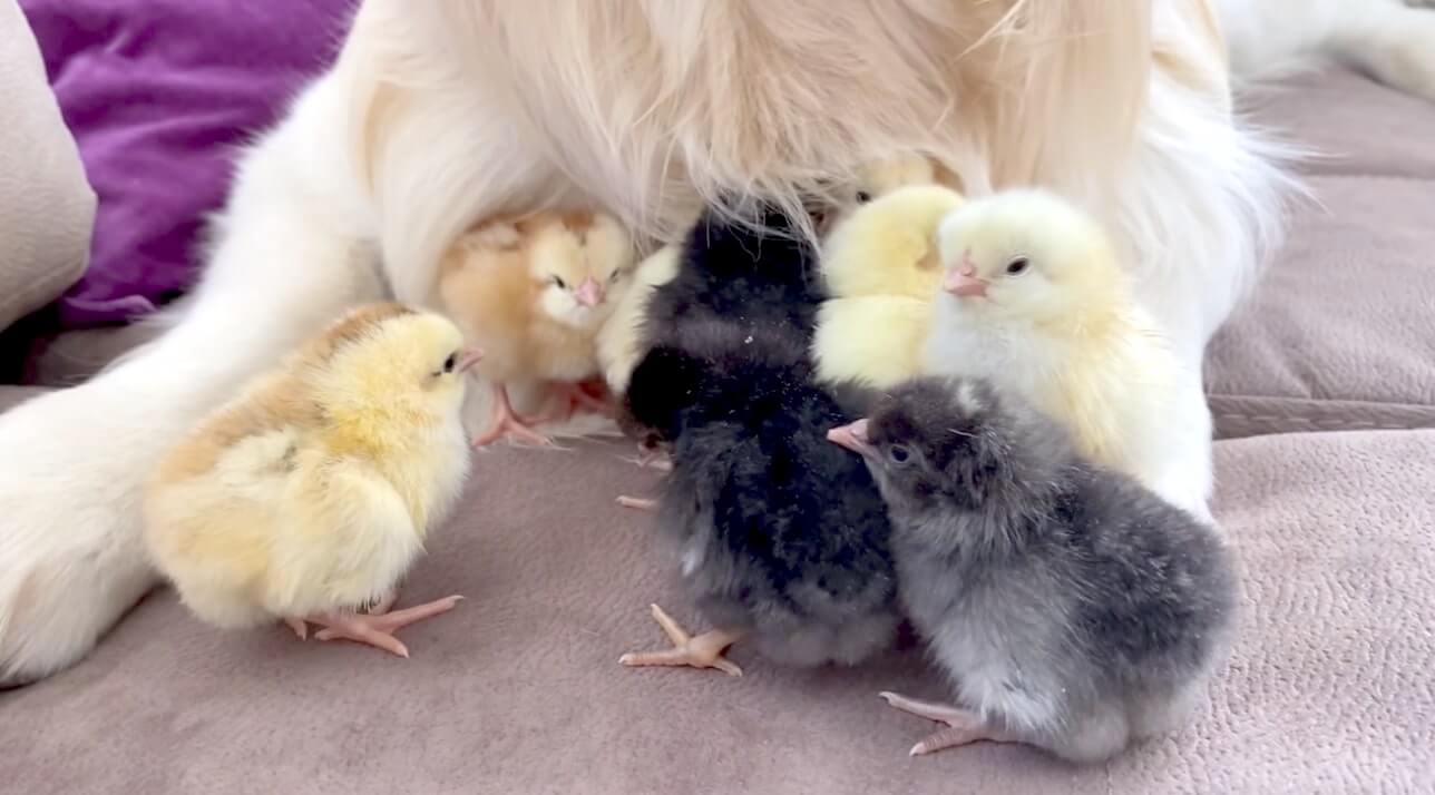 ゴールデンレトリーバー,動画