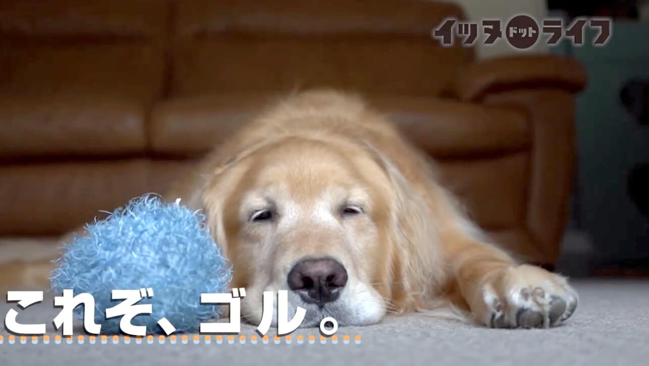 ゴールデンレトリーバー,動画