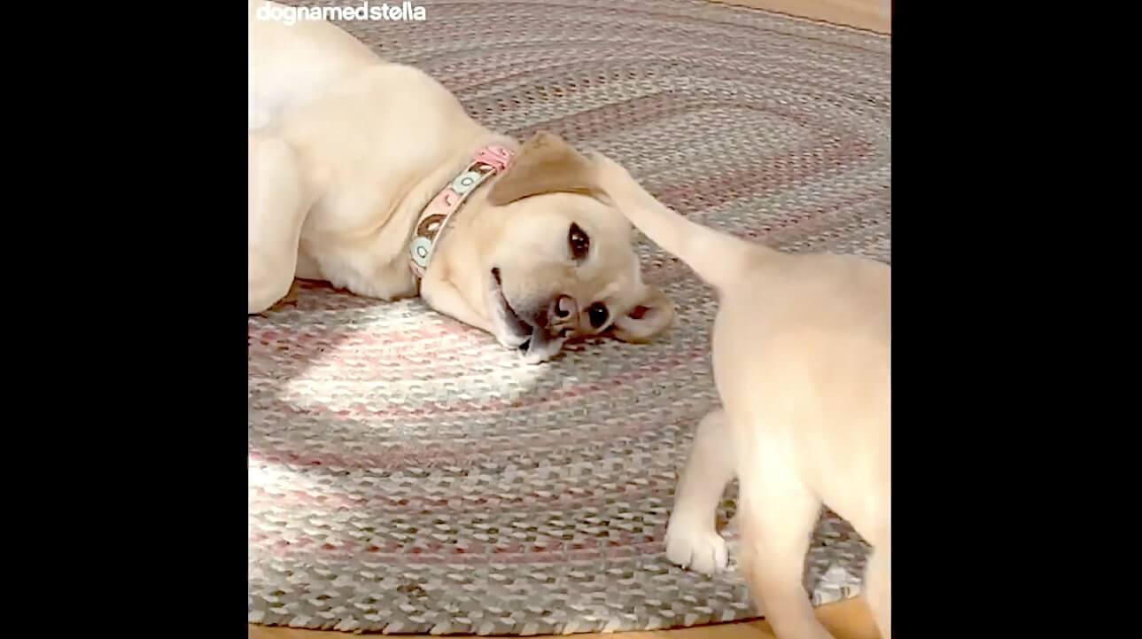 ラブラドールレトリーバー,動画