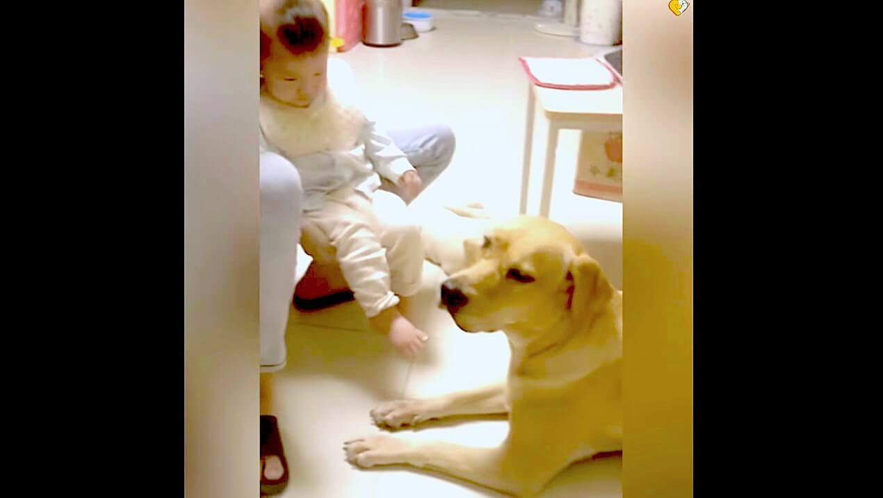 ラブラドールレトリーバー,動画