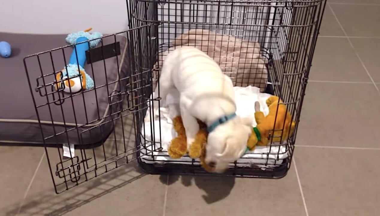 ラブラドールレトリーバー,動画