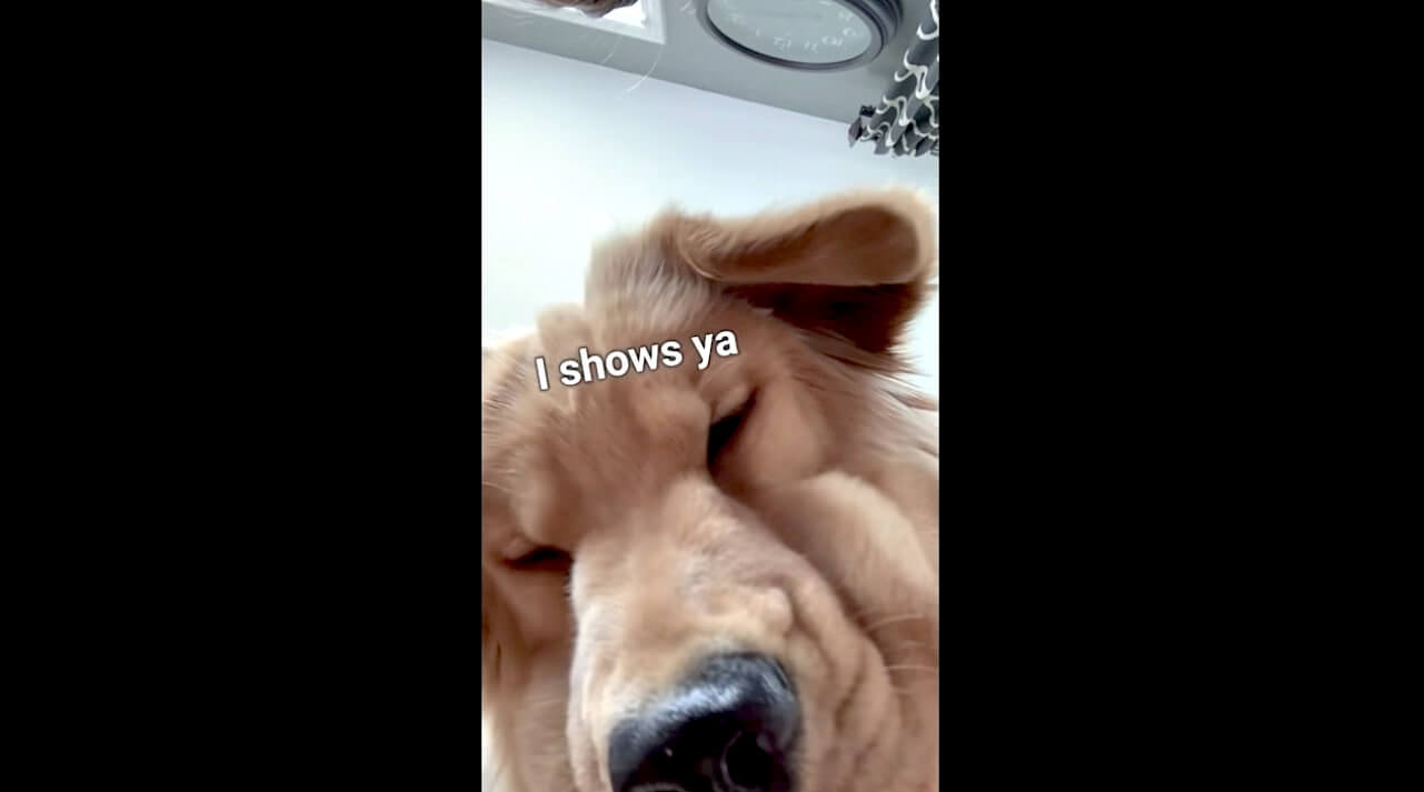 ゴールデンレトリーバー,動画