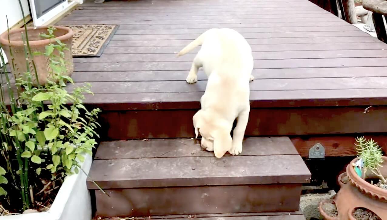 ラブラドールレトリーバー,動画