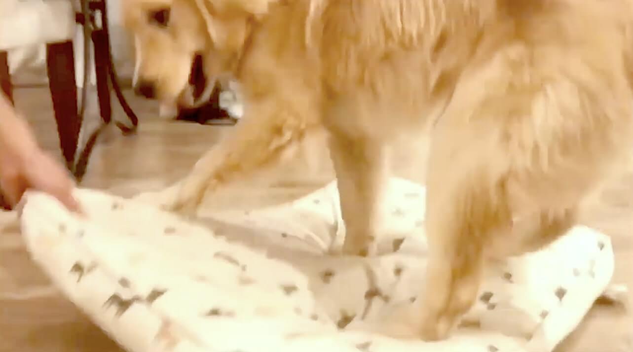 ゴールデンレトリーバー,動画