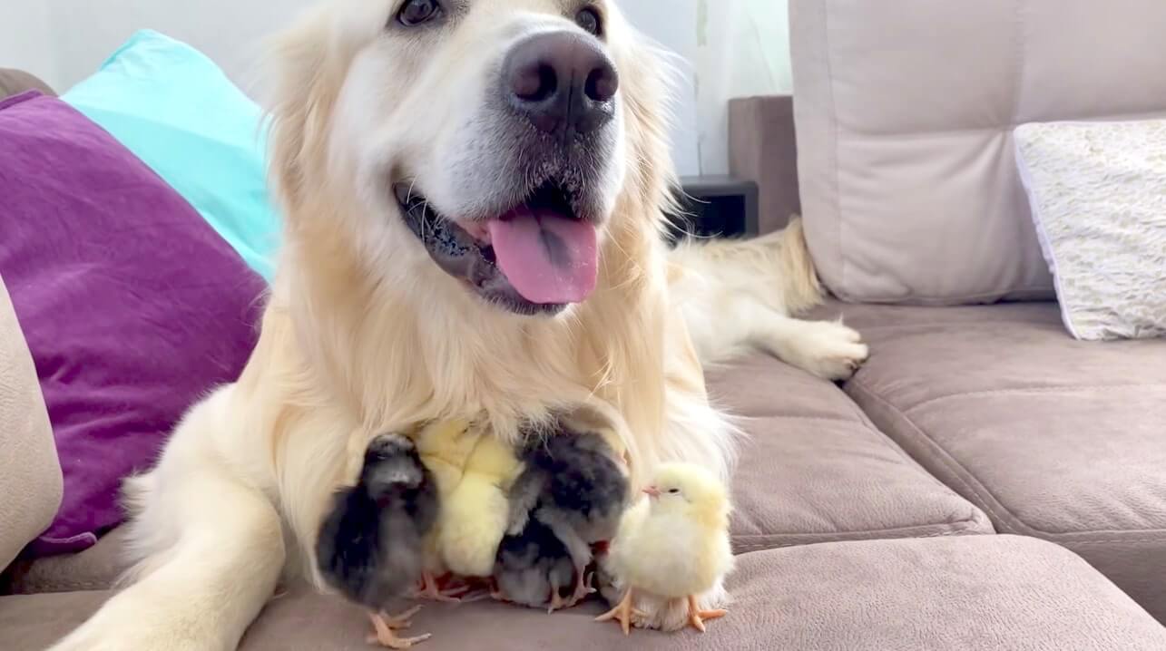 ゴールデンレトリーバー,動画