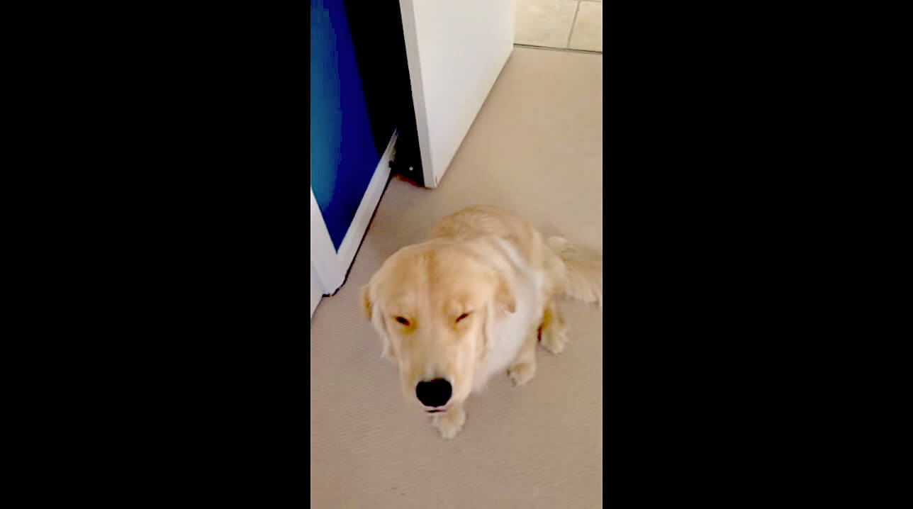 ゴールデンレトリーバー,動画