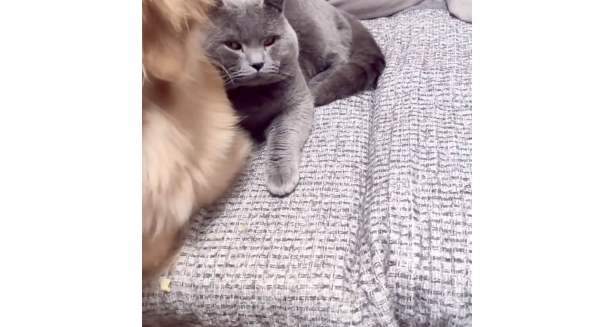 ゴールデンレトリーバー,動画