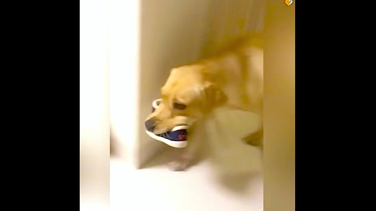 ラブラドールレトリーバー,動画