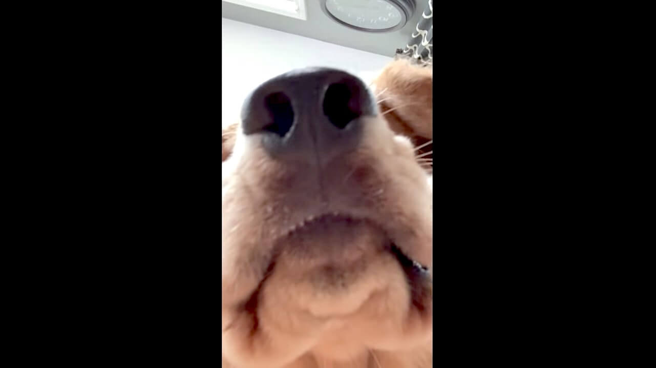 ゴールデンレトリーバー,動画