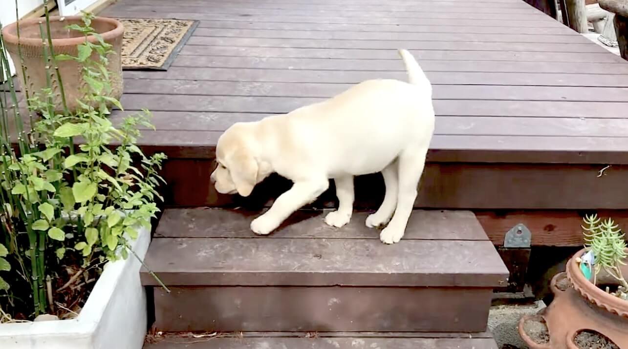 ラブラドールレトリーバー,動画