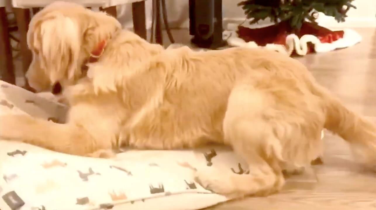 ゴールデンレトリーバー,動画