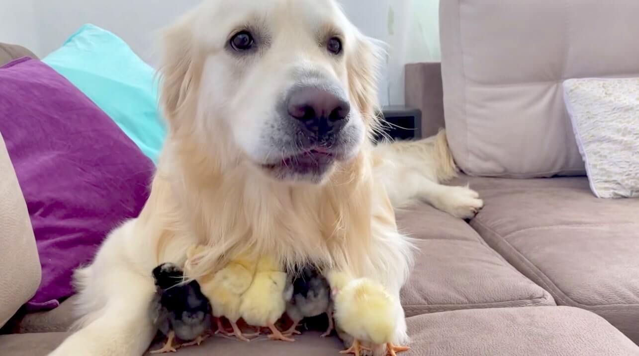 ゴールデンレトリーバー,動画