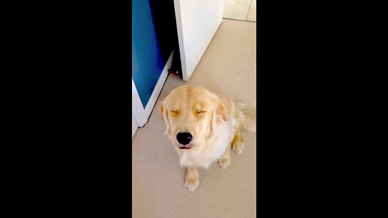 ゴールデンレトリーバー,動画